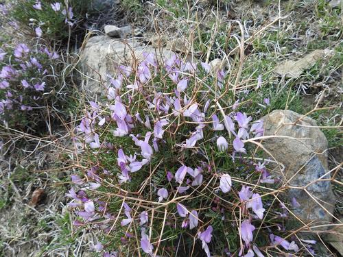 Onobrychis cornuta (Onobrychis cornuta)
