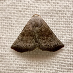 Mataeomera mesotaenia