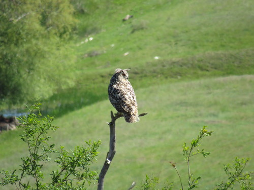 Búho real (Bubo bubo)