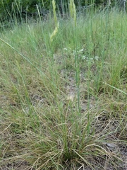 Sporobolus compositus