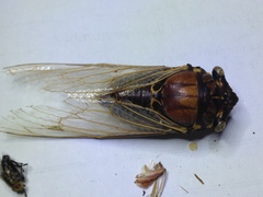 Burbunga hillieri
