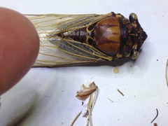 Burbunga hillieri