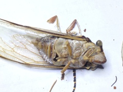 Burbunga hillieri