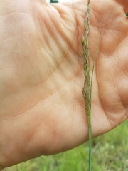 Sporobolus compositus