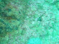 Ctenolabrus rupestris