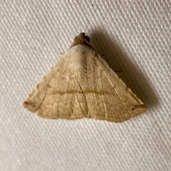 Eublemma perversicolor