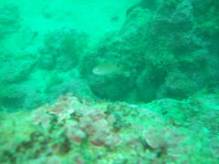 Ctenolabrus rupestris