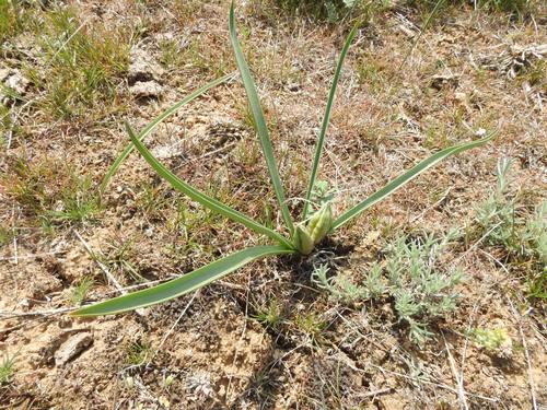 Colchicum laetum