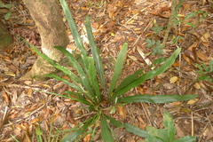Austrogramme marginata