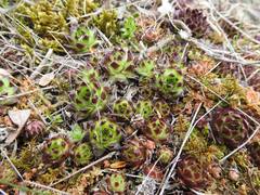 Sempervivum caucasicum