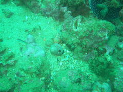 Gobius xanthocephalus