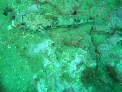 Gobius cruentatus