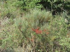 Ephedra procera