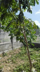 Pseudosamanea guachapele