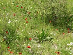 Eremurus spectabilis