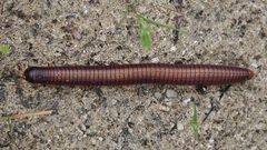 Orthoporoides