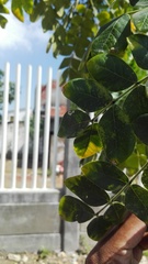 Pseudosamanea guachapele