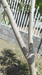 Pseudosamanea guachapele