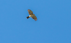 Accipiter striatus ventralis