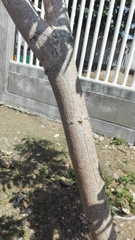 Pseudosamanea guachapele