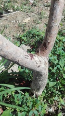 Pseudosamanea guachapele