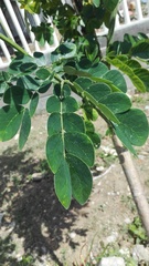 Pseudosamanea guachapele