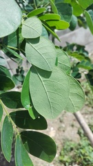 Pseudosamanea guachapele