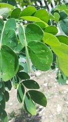 Pseudosamanea guachapele