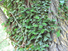 Hedera pastuchovii