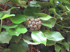 Hedera pastuchovii