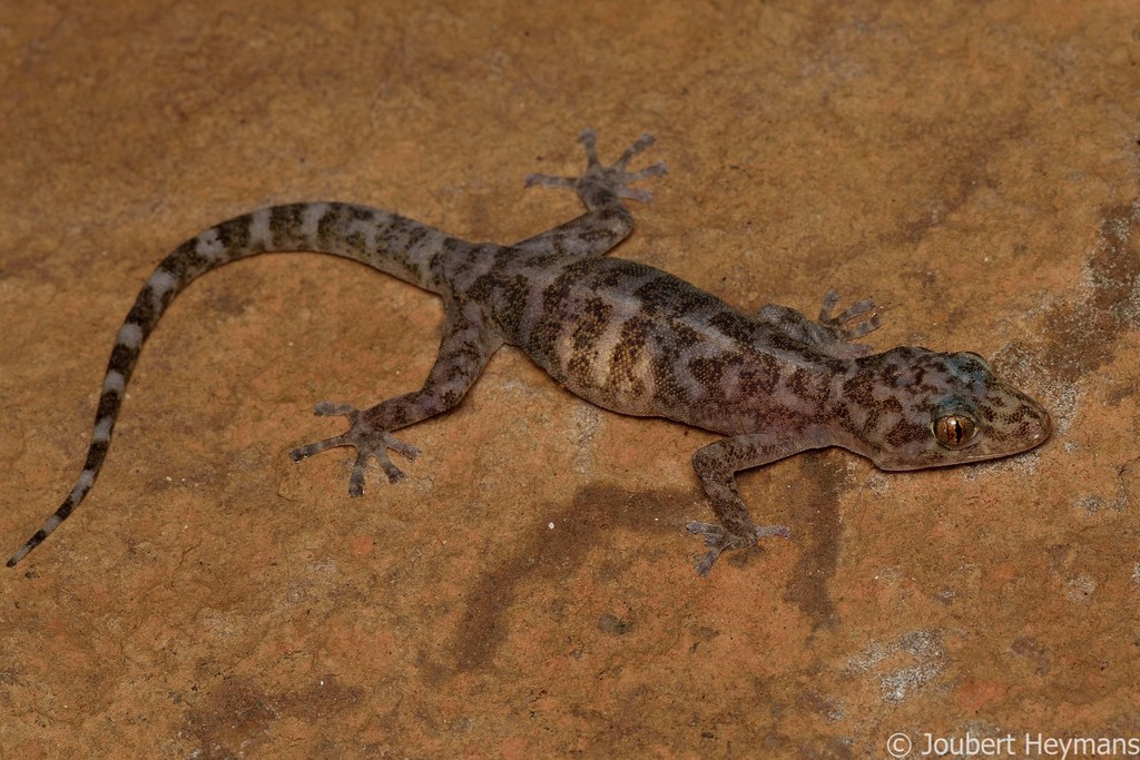 Abel Erasmus Flat Gecko