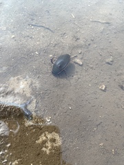 Dytiscus semisulcatus