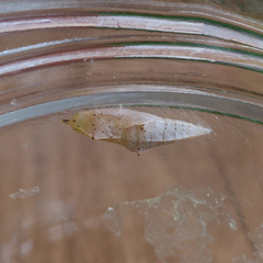 Pieris rapae rapae