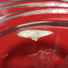 Pieris rapae rapae