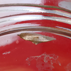Pieris rapae rapae