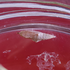 Pieris rapae rapae