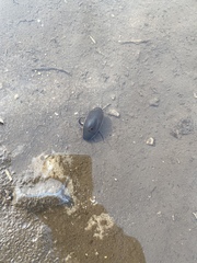 Dytiscus semisulcatus