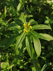 Erysimum marschallianum