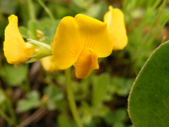 Arachis hypogaea