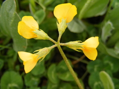 Arachis hypogaea