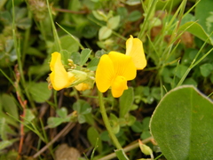 Arachis hypogaea
