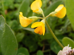 Arachis hypogaea