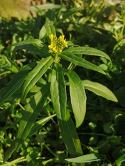 Erysimum marschallianum