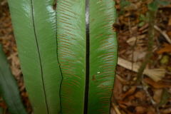 Austrogramme marginata