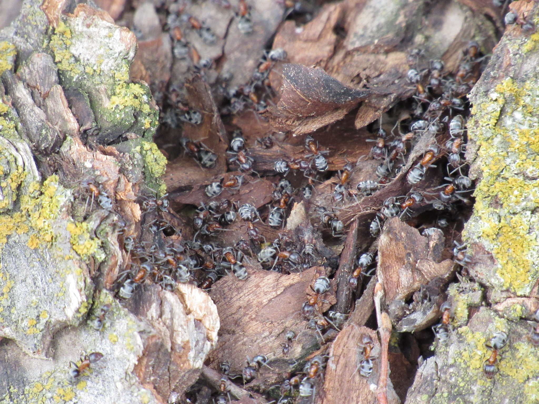 Liometopum microcephalum