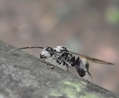 Polyrhachis vigilans