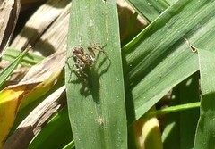 Oxyopes