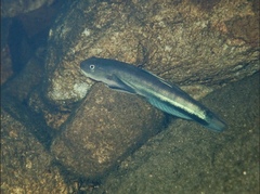 Sicyopterus longifilis