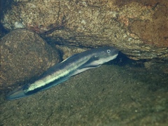 Sicyopterus longifilis
