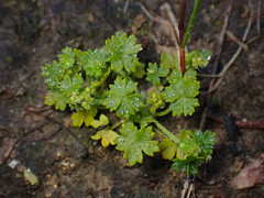 Hydrocotyle foveolata